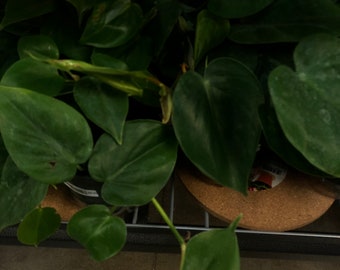 Philodendron