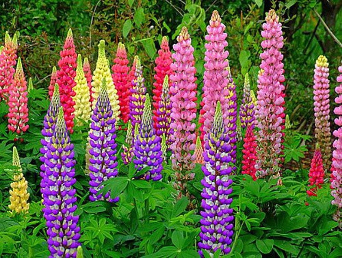 Lupine Seeds Assorted Colors Etsy