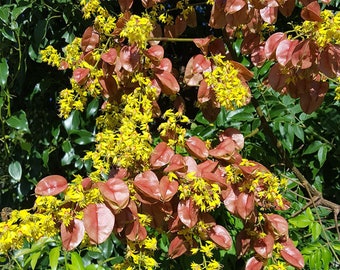 Puede incluir: Primer plano de una rama de árbol con racimos de pequeñas flores amarillas y hojas grandes de color marrón rojizo.