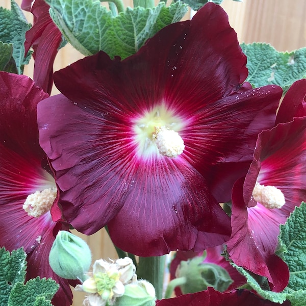 Burgundy Hollyhocks seeds