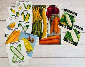 1930's Original Seed Packets - Fredonia Seed Co. - New Bern, NC. - Sweet Corn - Great Depression - Antique