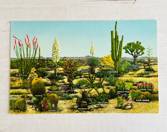 Desert Plants - Vintage Postcard - A Few Varieties of Desert Vegetation - Unused - Southwest