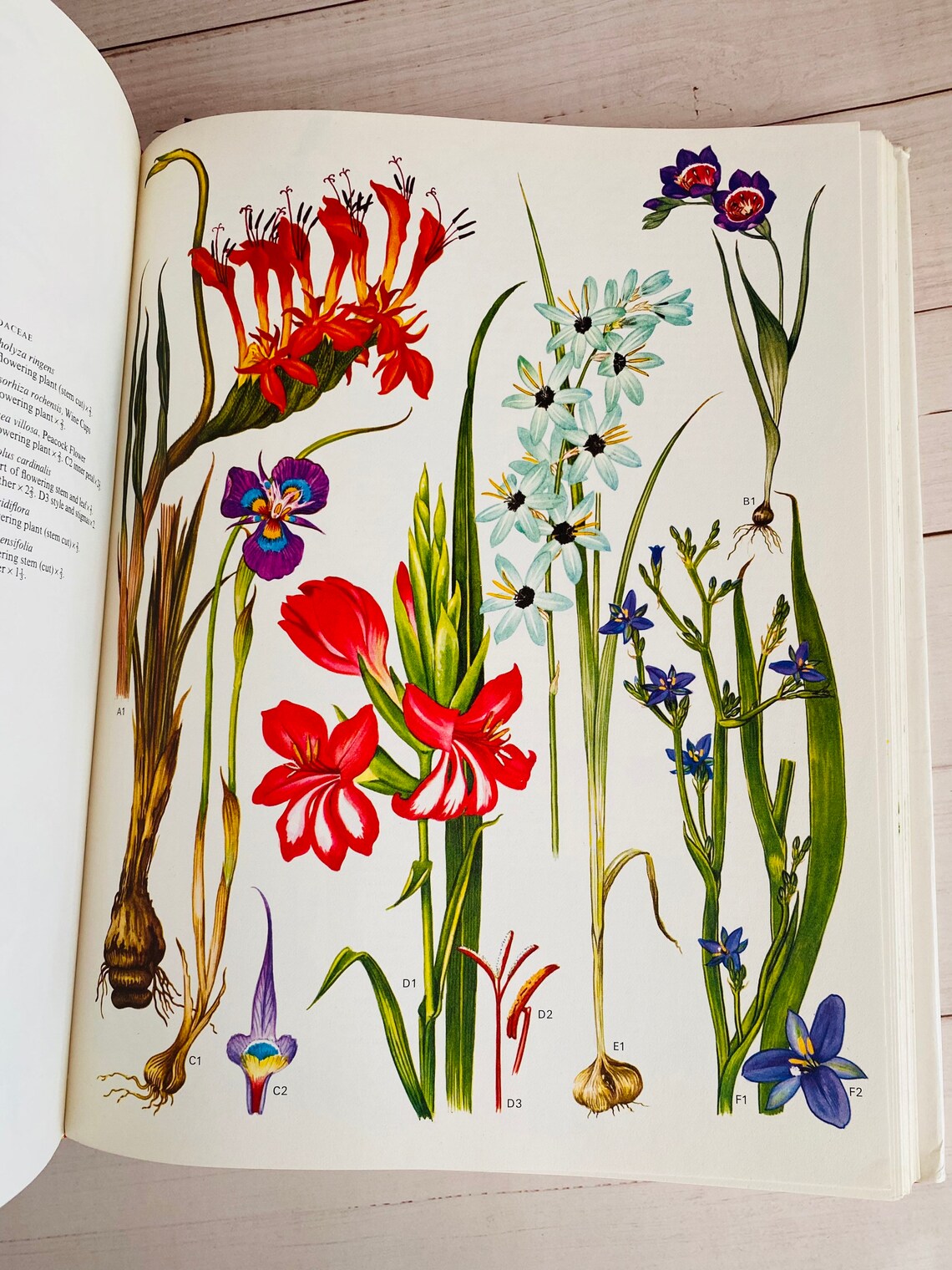 Wild Flowers of the World Vintage Botanical Book Barbara Etsy