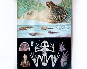 Vintage School Chart | Anatomy of a Frog | Jung Koch Quentell 1970s | Retro Wall Chart