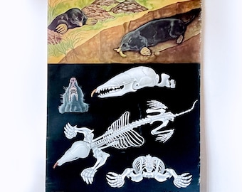 Vintage School Chart | Mole Skeleton | Mammal Anatomy |Jung Koch Quentell, 1960s | Retro Wall Chart