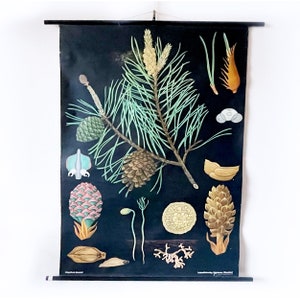 Vintage schoolkaart | Schotse denneboom | Jung Koch Quentell, jaren zeventig | Retro wandkaart