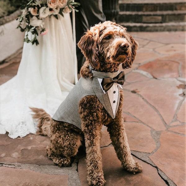 Large Gray  Dog  Wedding Tuxedo with your choice of color of Bow tie  ,Ringbearer Tuxedo, Formal Dog Tuxedo , Photographer Kali M