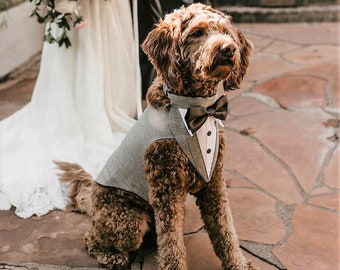 Large Gray  Dog  Wedding Tuxedo with your choice of color of Bow tie  ,Ringbearer Tuxedo, Formal Dog Tuxedo , Photographer Kali M