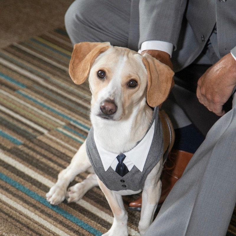 Wedding Dog Harness Etsy