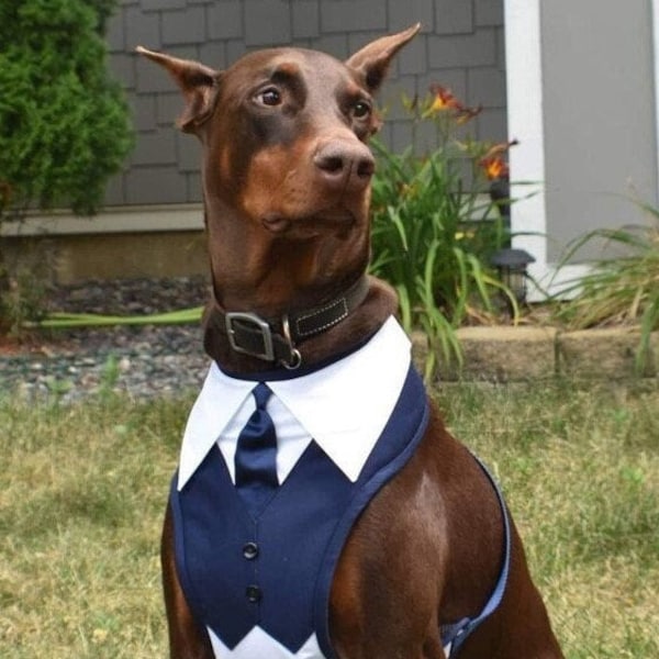 Dog Extra Large wedding Harness Tuxedo, Dog wedding suit , dog wedding attire , Dog wedding pillow , dog Harness ,Dog tie , Dog Bow, tie