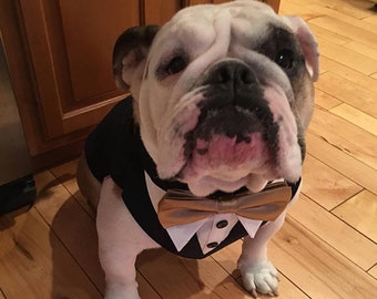 large  Gray Dog wedding tuxedo, custom dog tuxedo, dog formal tuxedo, dog ring bearer, dog suit, Dog bandanna, dog,  dog wedding attire. bow