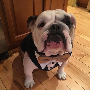 Custom Dog Wedding Tuxedo: Formal Black Dog Suit with Bowtie