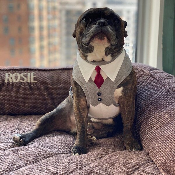 Wedding Dog Harness Etsy