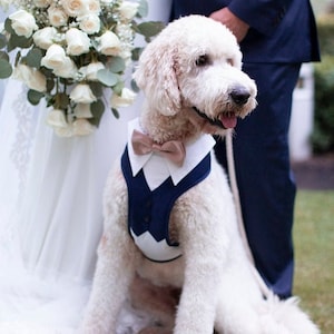 Extra large dog harness , wedding tuxedo ,