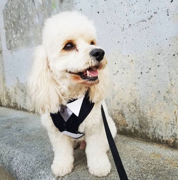 Wedding Dog Harness Custom Fit Dog Harness Tuxedo Harness Dog Tuxedo Tie Dog Tie Dog Harness Dog Wedding Attire Ring Bearer Harness Etsy Canada