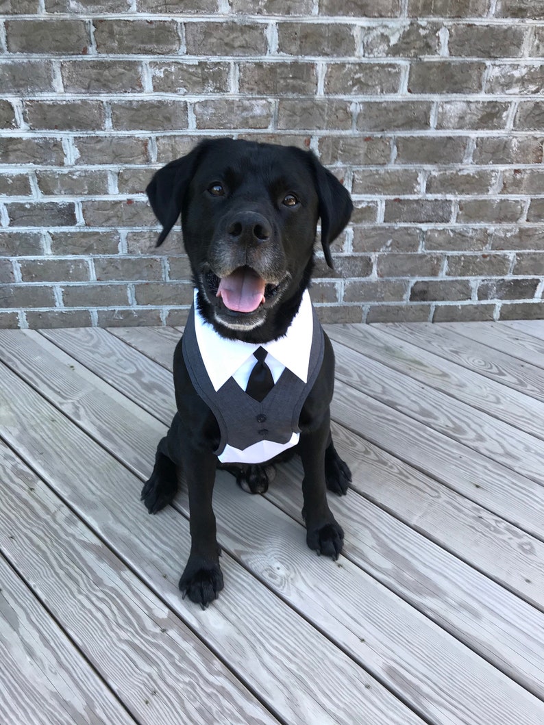 Large and EX Large  dog Harness Wedding tuxedo  Dog wedding image 1