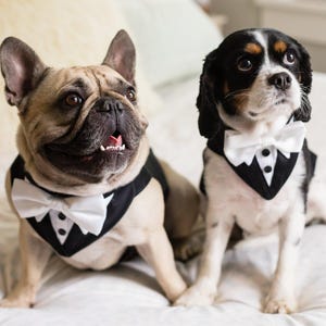Custom Dog Tuxedo: Formal Wedding Attire with Bow Tie