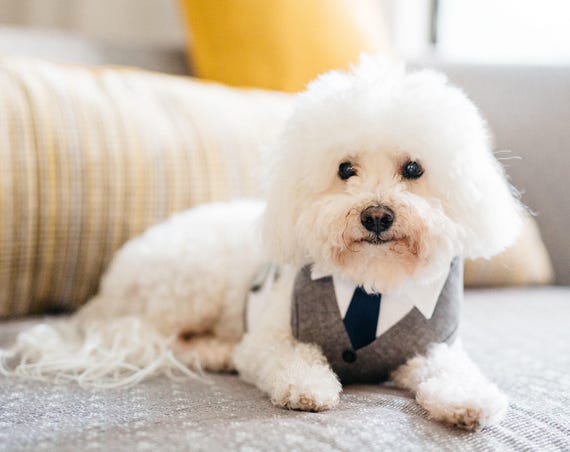 Dog Attire Dog Harness Dog Tie Dog suit Wedding Dog Harness Gray Dog Adjustable Harness with Tie Formal Dog Tuxedo