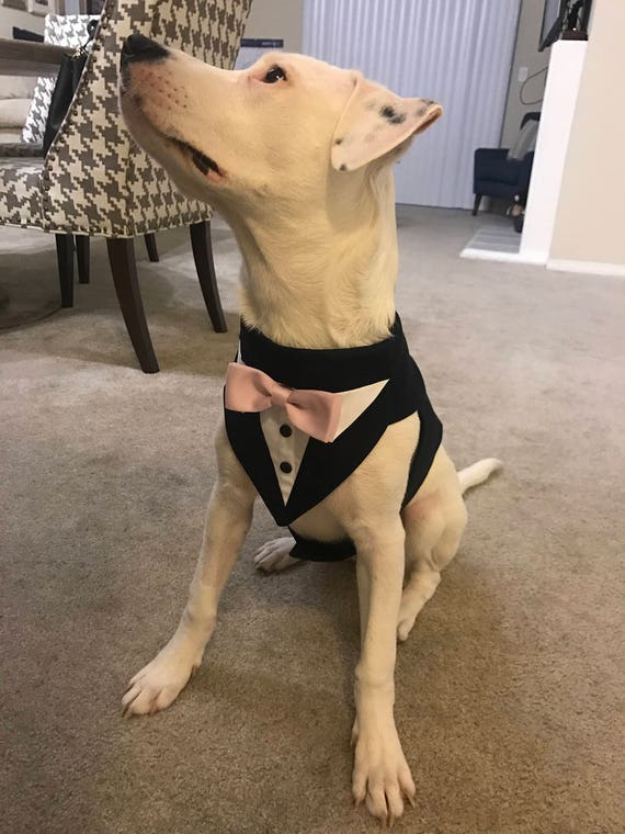 Large Black Dog Tuxedo large dog formal wear. ring bearer Etsy