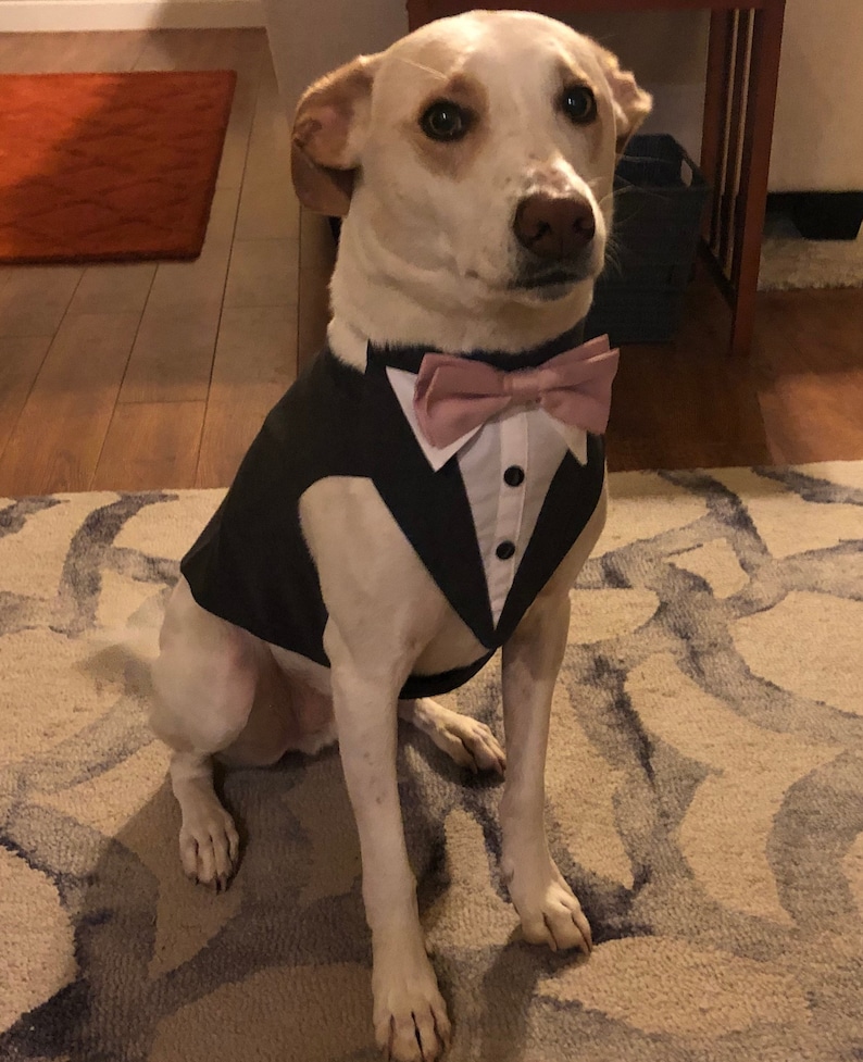Large Black Dog Tuxedo large dog formal wear. ring bearer Etsy