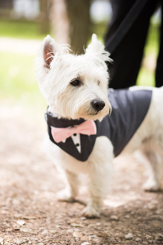 Dog Outfit Designer Dog Clothes Dog Wedding Attiredog Ring 