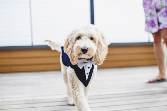 Navy Wedding Dog Tuxedo Dog Formal Wear Dog Wedding Tuxedo - Etsy