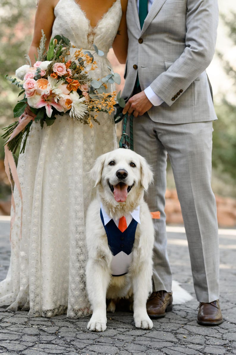 Może przedstawiać: Uśmiechnięty golden retriever w granatowej kamizelce i pomarańczowym krawacie, stojący między panną młodą w koronkowej sukni a panem młodym w szarym garniturze. Panna młoda trzyma bukiet kwiat&oacute;w.