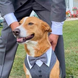 Large  dog Harness Wedding tuxedo , Dog wedding attire, dog suit , dog harness, wedding accessories, mens wedding tuxedo&#39;s,  grey harness.
