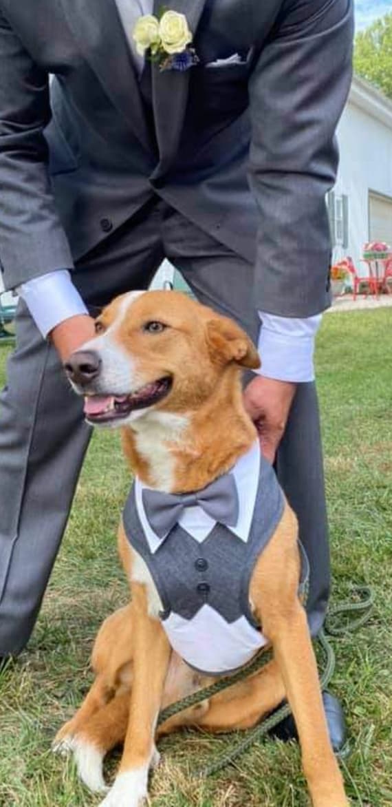 Large Dog Wedding Tuxedo Harness: Grey Dog Suit Attire
