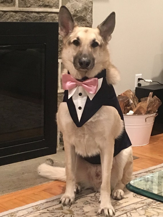 dog ring bearer outfit