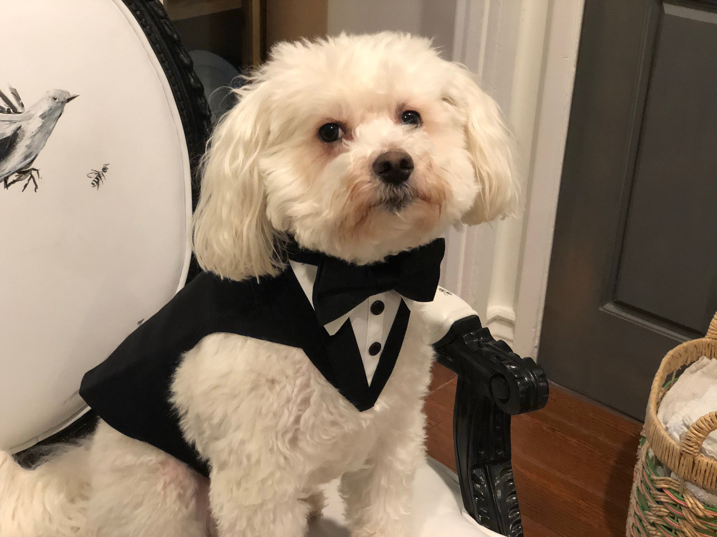 Wedding Tuxedo for dogs . Formal Dog Tuxedo Custom Made Suit Etsy