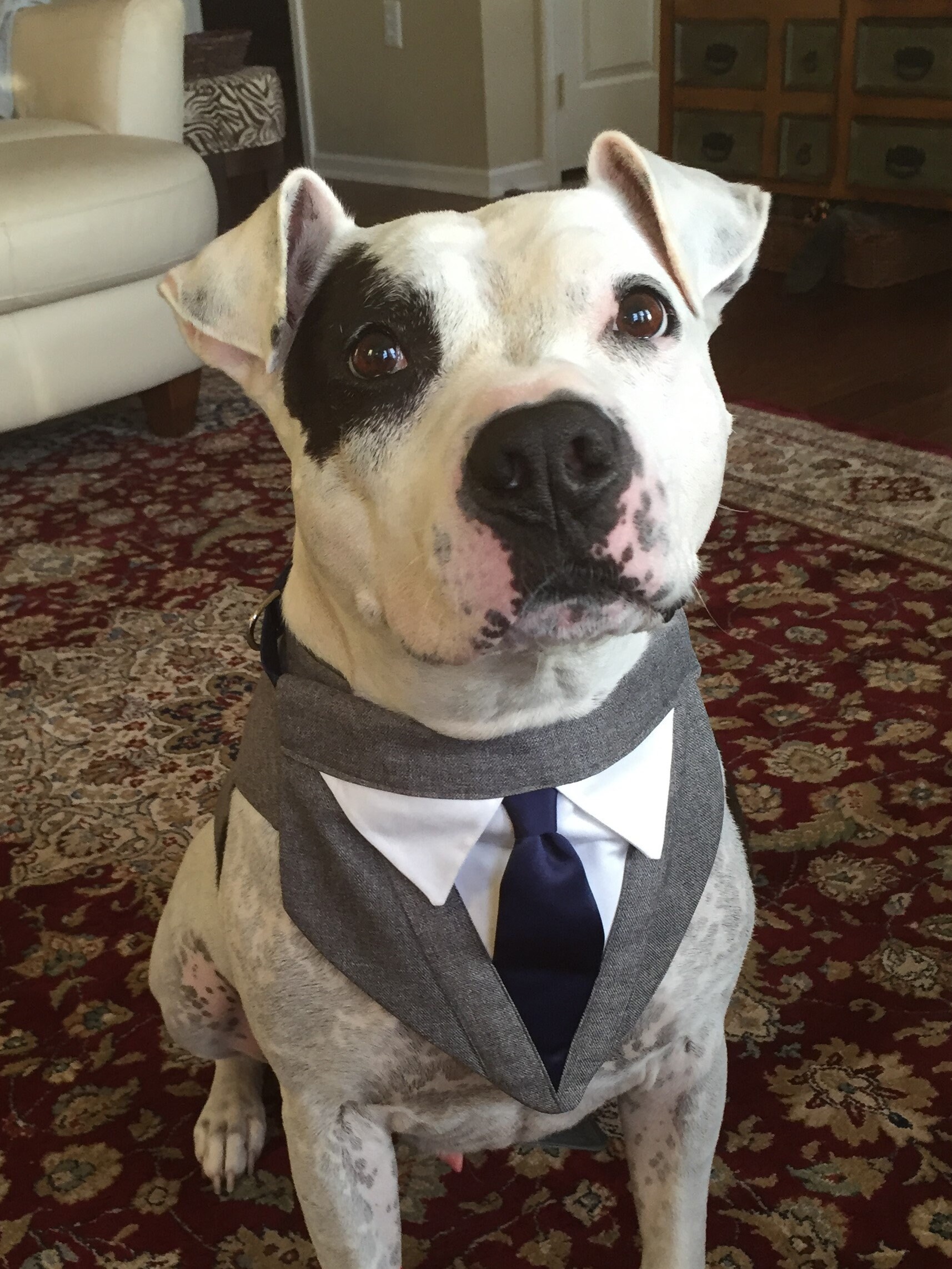 Dog Wedding Tuxedo With a Tie Dog Tie Dog Formal Wear Dog Etsy