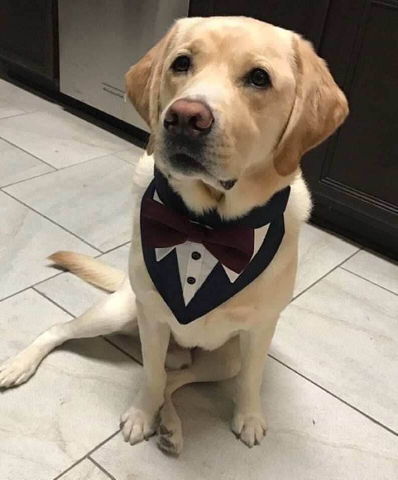 Fliege Für Hunde Hochzeit