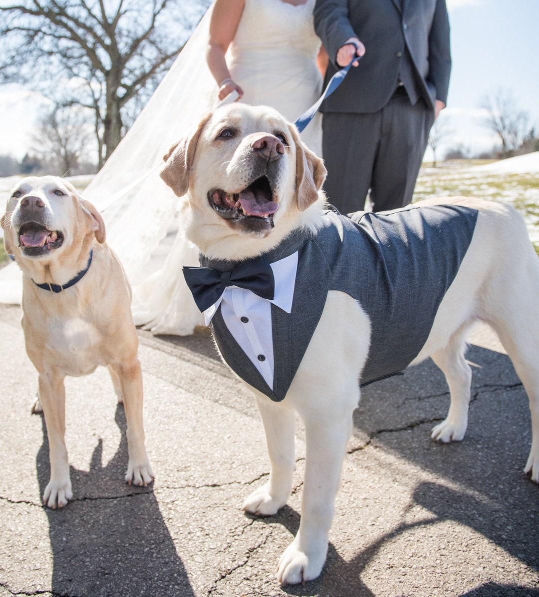 Large Dog Tuxedo large Dog Wedding Tuxedo Large Dog Bandanna Large Dog Wedding Attire Large Dog Suit Etsy