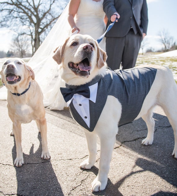 dog wedding dress