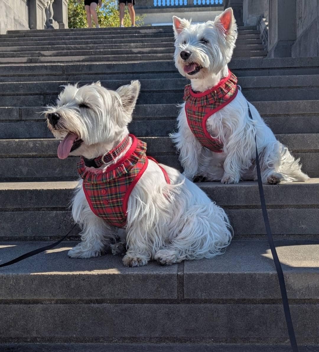 Westie Wear Dog Kilts Canada