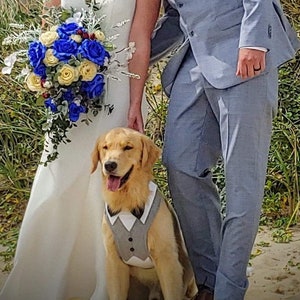 Może przedstawiać: Golden retriever w szarej kamizelce z białym kołnierzem i muszką siedzi obok pary. Panna młoda trzyma bukiet niebieskich i ż&oacute;łtych kwiat&oacute;w. Pan młody ma na sobie jasnoniebieski garnitur.