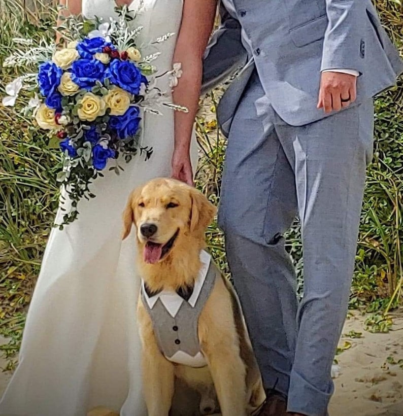 Może przedstawiać: Golden retriever w szarej kamizelce z białym kołnierzem i muszką siedzi obok pary. Panna młoda trzyma bukiet niebieskich i ż&oacute;łtych kwiat&oacute;w. Pan młody ma na sobie jasnoniebieski garnitur.
