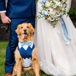 Peut inclure: Un chien golden retriever portant un gilet de smoking bleu et un n&oelig;ud papillon bleu clair. Le chien est assis devant une mari&eacute;e et un mari&eacute;.