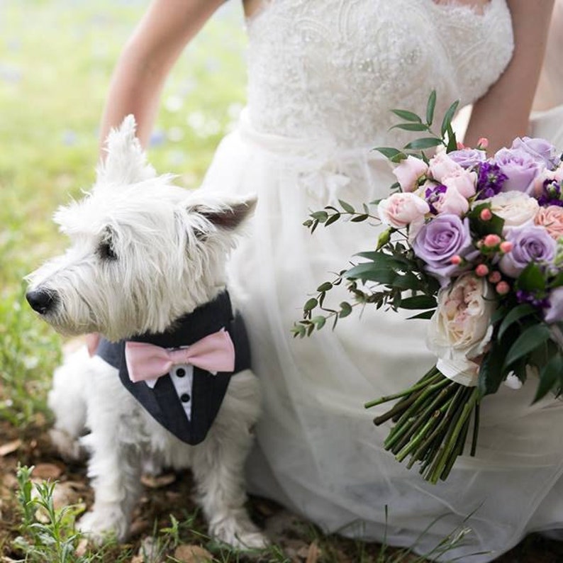 Blue Formal Dog Tuxedo ,Wedding Tuxedo For Dogs ,Custom Made Suit ,pet wedding attire Tuxedo, with choice of color bow tie image 9