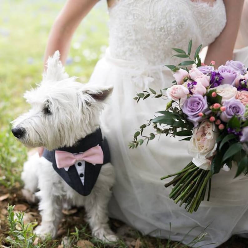 Blue Formal Dog Tuxedo Wedding Tuxedo For Dogs Custom Made