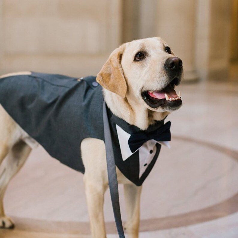 Large Dog Wedding tuxedo, dog wedding, dog suit , dog bow tie, dog ring bearer, dog tuxedo bandanna, dog wedding attire, dog leash. image 9