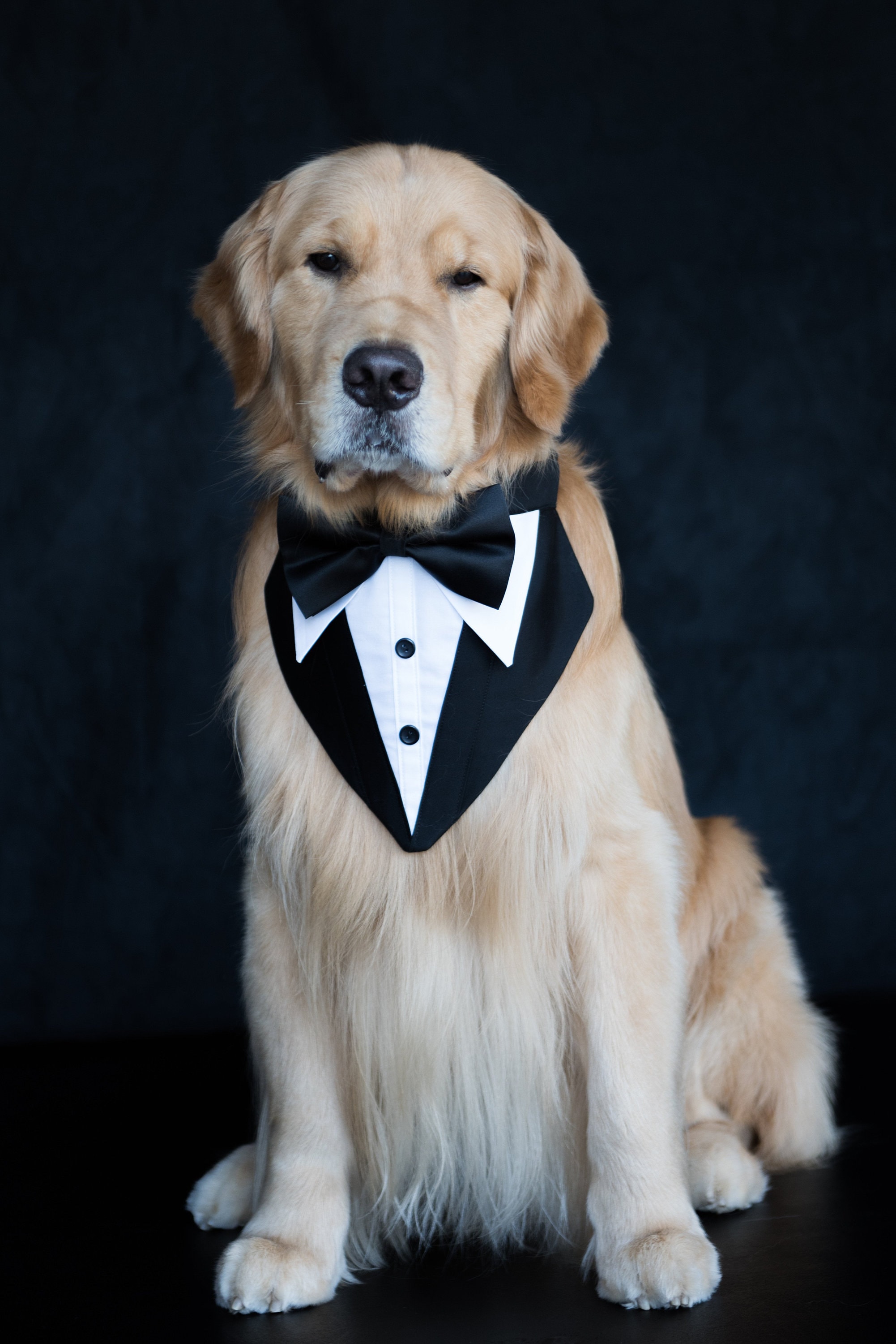 Tuxedo dog clearance harness