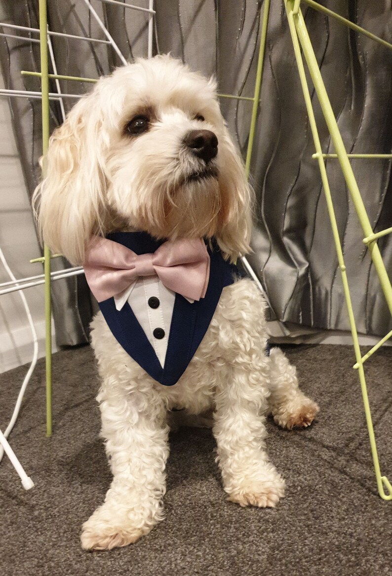 Royal Blue Dog Wedding Tuxedo Dog Wedding Attire Dog Etsy