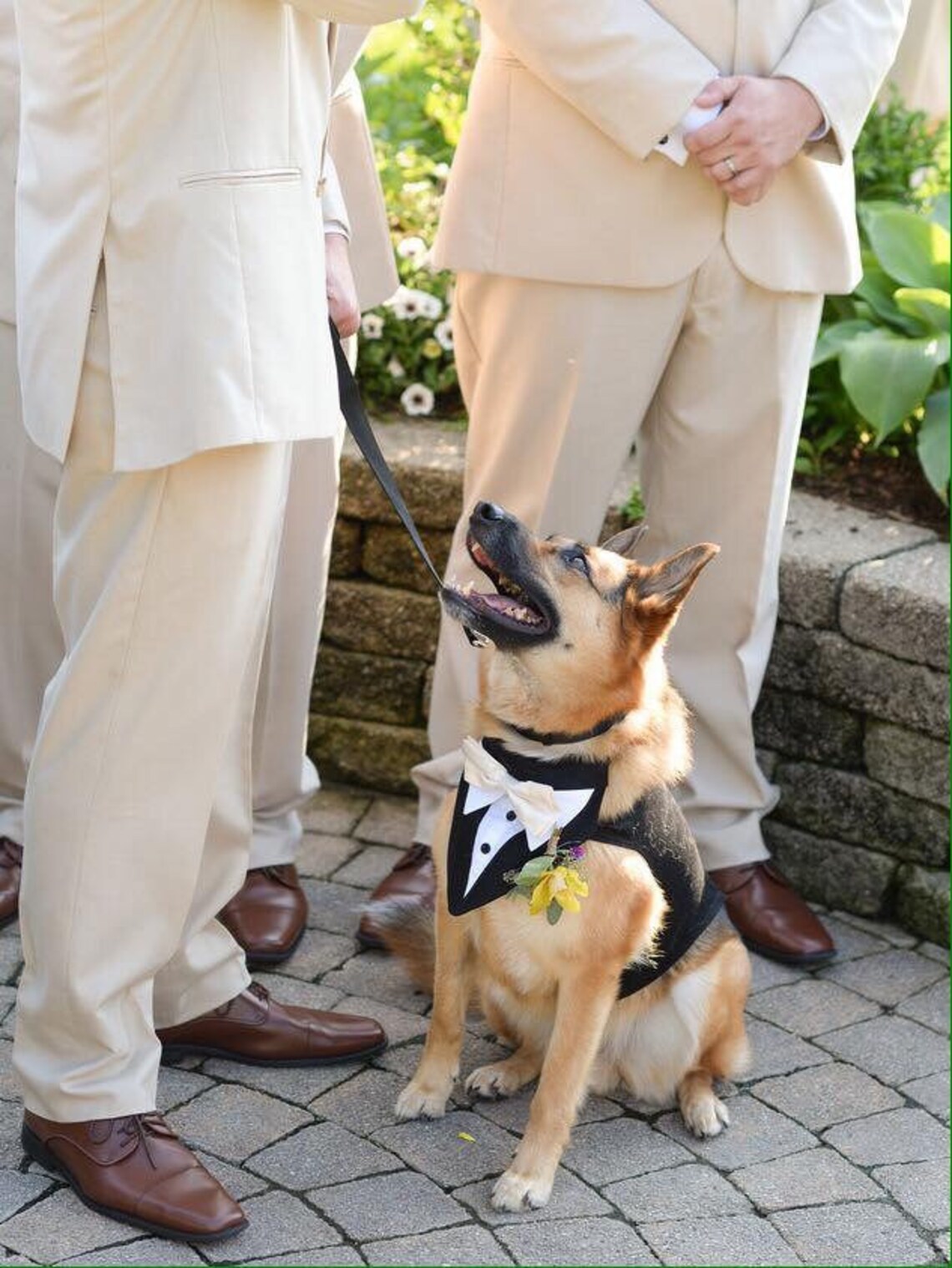 Large Black Dog Tuxedo large dog formal wear. ring bearer Etsy
