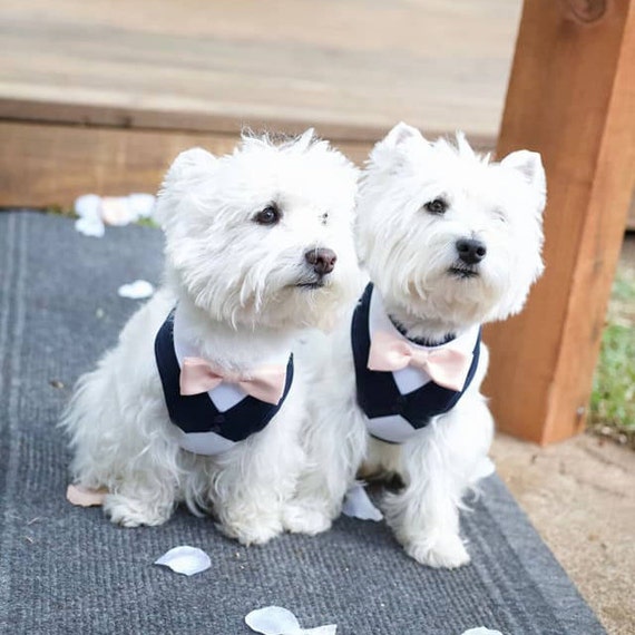 Dog in your wedding