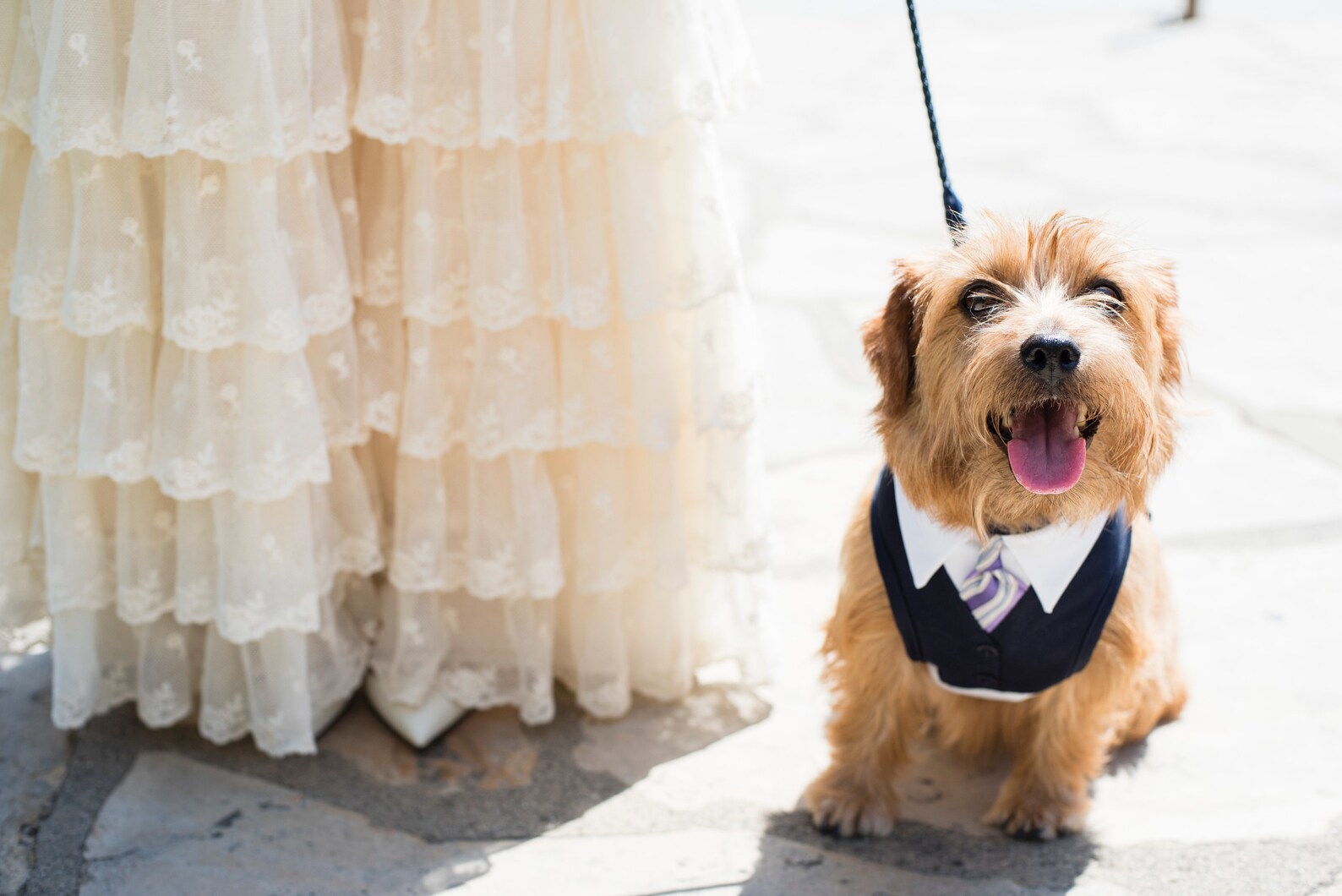 Wedding Dog Harness Custom Fit Dog Harness Tuxedo Harness Etsy