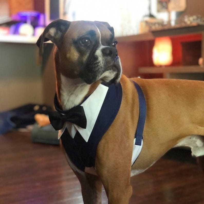 Dog Wedding Harness Dog Adjustable Wedding Harness Dog Bow Etsy