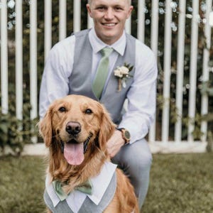 Może przedstawiać: Golden Retriever w szarej kamizelce i zielonej muszce, z osobą w szarym garniturze i zielonym krawacie w tle. Pies uśmiecha się z wystawionym językiem. Tło obejmuje białe ogrodzenie i zieloną trawę.