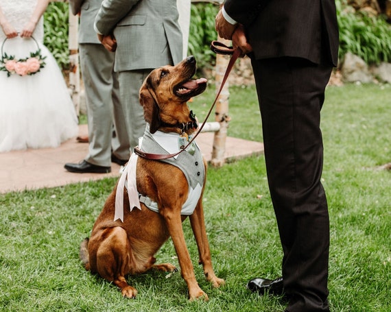 Dog Ring Bearer Collar Royalty-Free Images, Stock Photos & Pictures |  Shutterstock